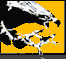 Southern Miss Eagle Fever